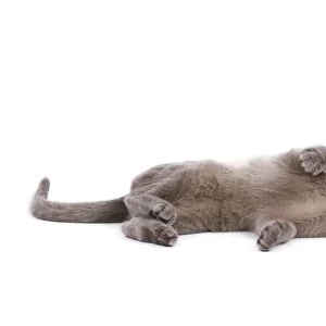 Cat - Burnmese Lilac - lying down