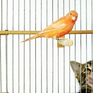 Cat - with caged Canary bird