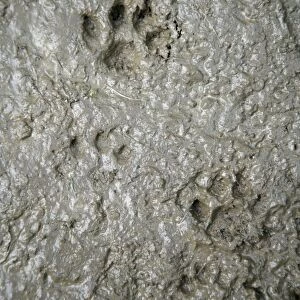 CAT - cat footprints in mud