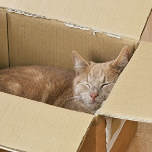 CAT. Cat sleeping in a cardboard box
