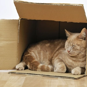 CAT. Cat sleeping in a cardboard box