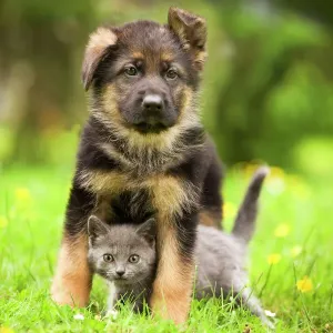 Cat - Chartreux kitten with German Shephern / Alsatian puppy