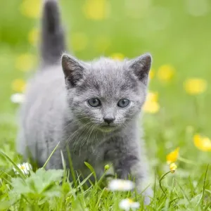 Cat - Chartreux kitten in grass Cat - Chartreux kitten in grass