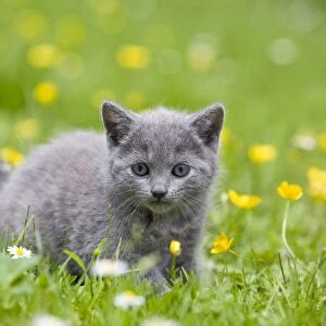 Cat - Chartreux kitten in grass