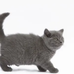 Cat - Chartreux kitten in studio Cat - Chartreux kitten in studio