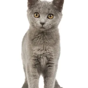 Cat - Chartreux Kitten in studio Cat - Chartreux Kitten in studio