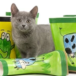 Cat - Chartreux kitten in studio with brightly coloured wellington boots