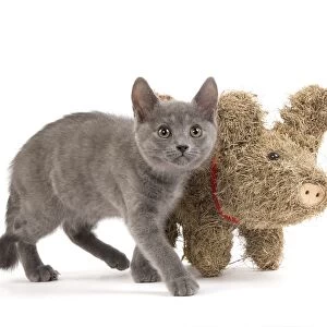Cat - Chartreux kitten in studio with straw pig