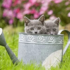 Cat - two Chartreux kittens in watering can