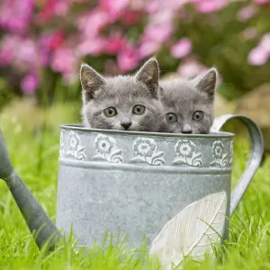 Cat - two Chartreux kittens in watering can