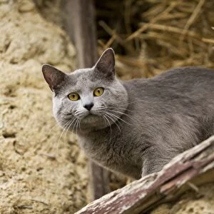 Cat - Chartreux looking out of barn