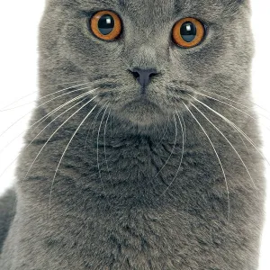 Cat - Chartreux in studio