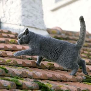 Cat - Chartreux walking on roof