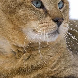 Cat - Chausie Brown Spotted Tabby: Jungle Cat (Felis chaus) crossed with domestic cat - close up of face