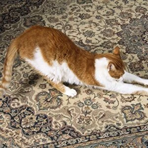 Cat - clawing at carpet