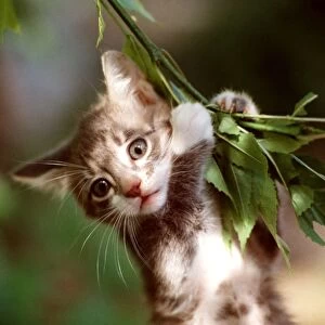 CAT - close-up of kitten clinging on branch