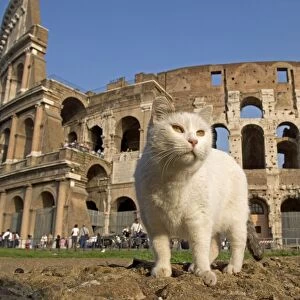 Cat - in front of the Colosseum - Rome - Italy