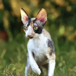 Cat - Cornish Rex Cat - Cornish Rex