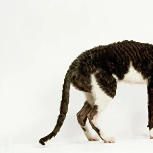 Cat - Cornish Rex - Shorthaired Bicolour Black & White