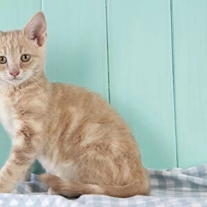 Cat. Cream Tabby Kitten