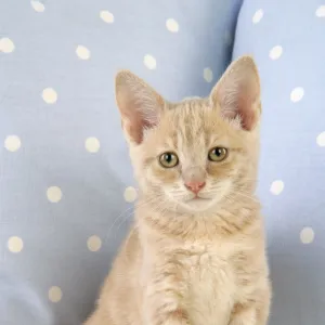 Cat - Cream Tabby kitten