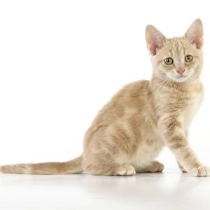 CAT. cream tabby kitten