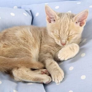 Cat - Cream Tabby kitten asleep