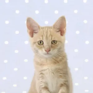 kittenです s-l400.jpg