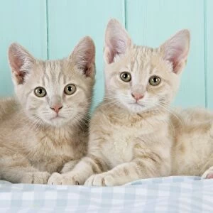 Cat. two Cream Tabby Kittens