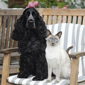 CAT & DOG. Blue point siamese cat sitting next to a cocker spaniel sitting in a garden chair