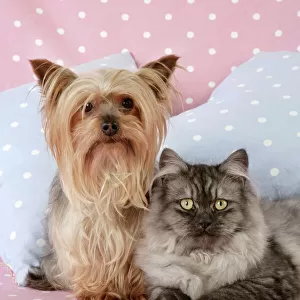 Cat & Dog - Chincilla X Persian. dark silver smoke with a Yorkshire Terrier dog Digital Manipulation: softend Cat's face/eyes