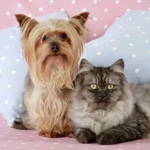 Cat & Dog - Chincilla X Persian. dark silver smoke with a Yorkshire Terrier dog Digital Manipulation: softend Cat's face/eyes