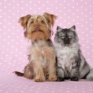 Cat & Dog - Chincilla X Persian. dark silver smoke with Poodle X Yorkshire Terrier dog Digital Manipulation: softend Cat's face/eyes