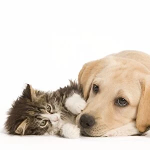 Cat & Dog - Labrador puppy and Norwegian Forest Cat kitten lying in studio