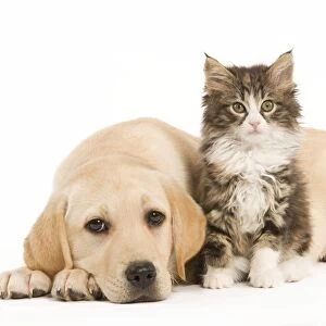 Cat & Dog - Labrador puppy and Norwegian Forest Cat kitten in studio