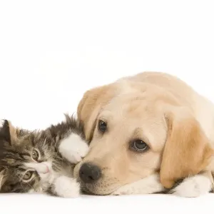Cat & Dog - Labrador puppy and Norwegian Forest Cat kitten lying in studio Cat & Dog - Labrador puppy and Norwegian Forest Cat kitten lying in studio