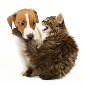 Cat & Dog - Norwegian Forest Cat kitten miaowing at Jack Russell puppy which is biting its tail