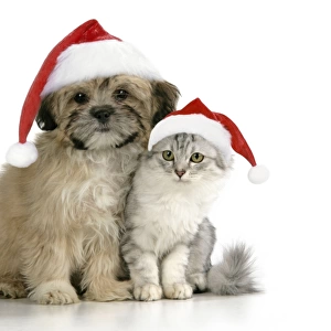 CAT & DOG. Tiffanie with Lhasa Apso cross puppy wearing Christmas hats Digital Manipulation: Christmas hats (JD)