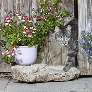 Cat - emerging from garden shed - Lower Saxony - Germany