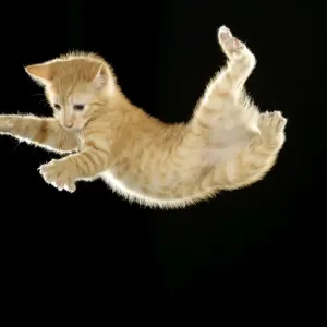 Cat - European ginger tabby shorthair falling Cat - European ginger tabby shorthair falling