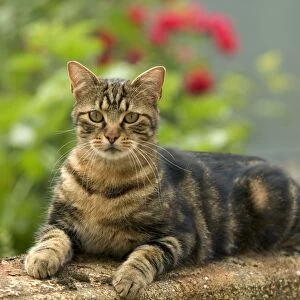 Cat - European Tabby in garden