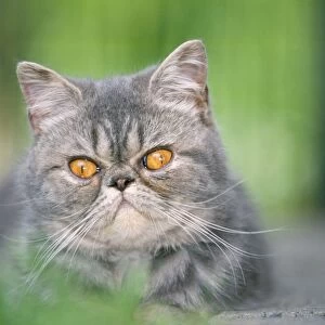 Cat - Exotic Shorthair / Blue Tabby Cat
