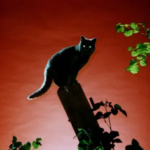 CAT ON FENCEPOST - NIGHT