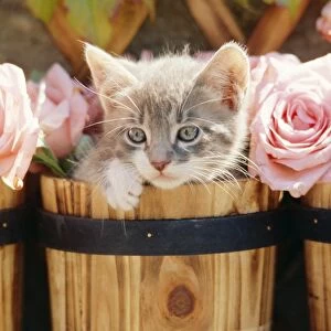 Cat FRR 41E Kitten in barrel with roses © Frederic Rolland / ardea. com