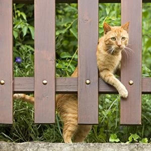 Cat - ginger cat climbing through garden fence
