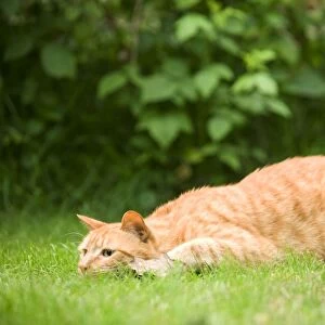 Cat - Ginger cat in garden crouching watching prey