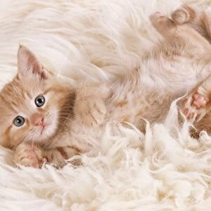 CAT - ginger kitten, lying on back on rug