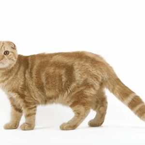 Cat - Ginger Scottish fold in studio