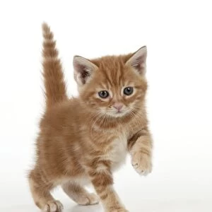 Cat - Ginger Tabby kitten