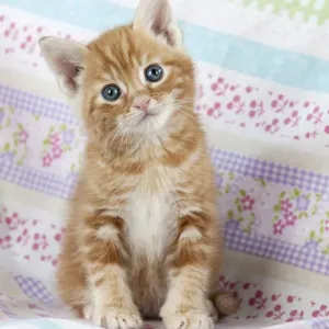 Cat - Ginger Tabby kitten